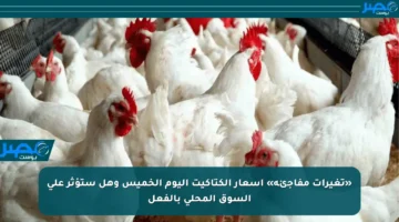 «تغيرات مفاجئة» أسعار الكتاكيت اليوم الخميس وهل ستؤثر على السوق المحلي بالفعل